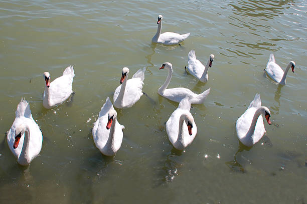 istock Swans on Lake Balaton 477895681