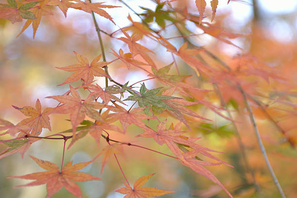 maple in autumn stock photo