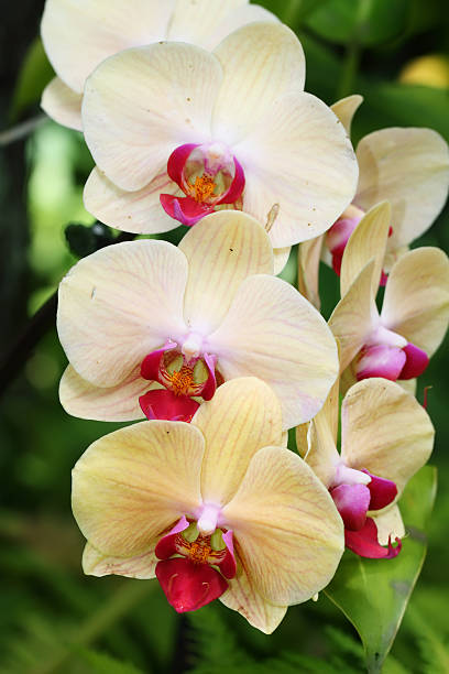 성녀 실내화 연자주색 paphiopedilum - hawaiian orchid 뉴스 사진 이미지