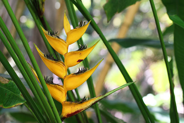 Heliconia angusta 'Yellow Christmas' in Hawaii botanical garden