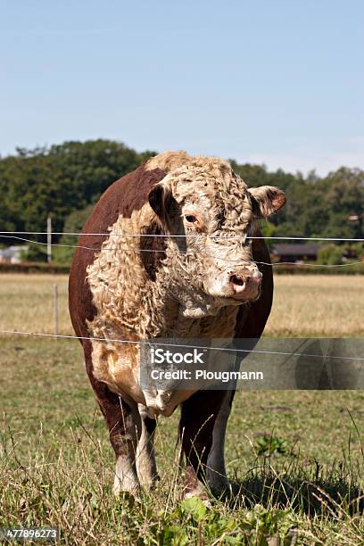 Big Bull Sobre Hierba Foto de stock y más banco de imágenes de Agricultura - Agricultura, Aire libre, Animal