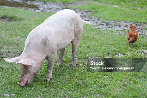 Foto de Porco e mais fotos de stock de Agricultura - Agricultura, Alimentar, Animal