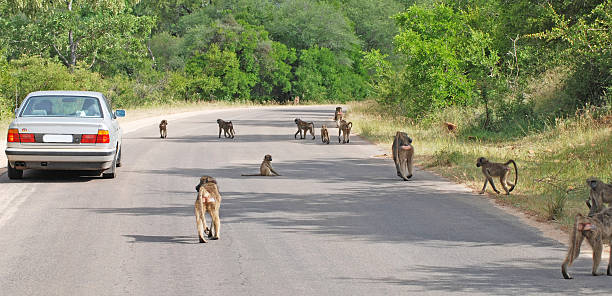 apes auf straße in afrika - kruger national park monkey baboon africa stock-fotos und bilder