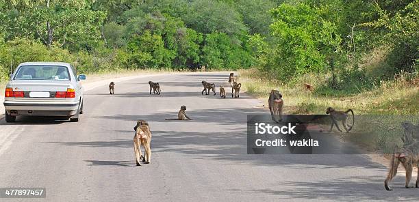 Apes On Street In Africa Stock Photo - Download Image Now - Ape, Monkey, Herd