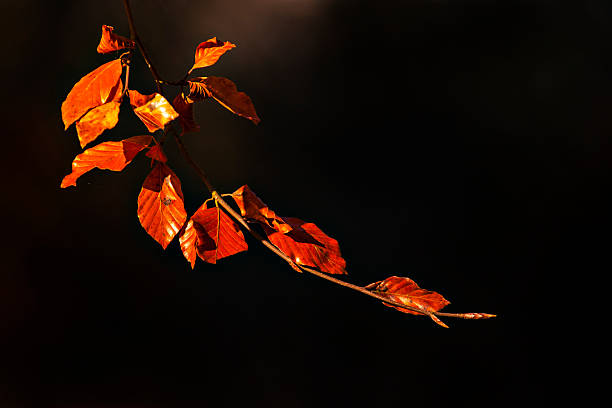 Autumn beech leaves stock photo