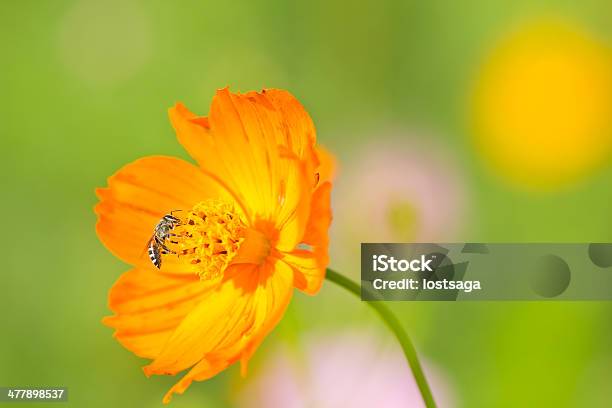 Photo libre de droit de Abeille De Travail banque d'images et plus d'images libres de droit de Abeille - Abeille, Animaux à l'état sauvage, Arbre