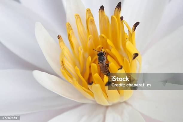 Insecto En Primer Plano De La Flor Foto de stock y más banco de imágenes de Agarrar - Agarrar, Amarillo - Color, Animal