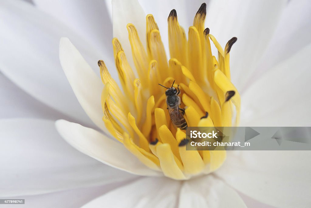 Detalhe de flor de Inseto - Foto de stock de Amarelo royalty-free