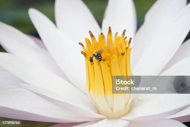 Bug Spostare In Alto Di Polline - Fotografie stock e altre immagini di Animale - Animale, Bianco, Bocciolo