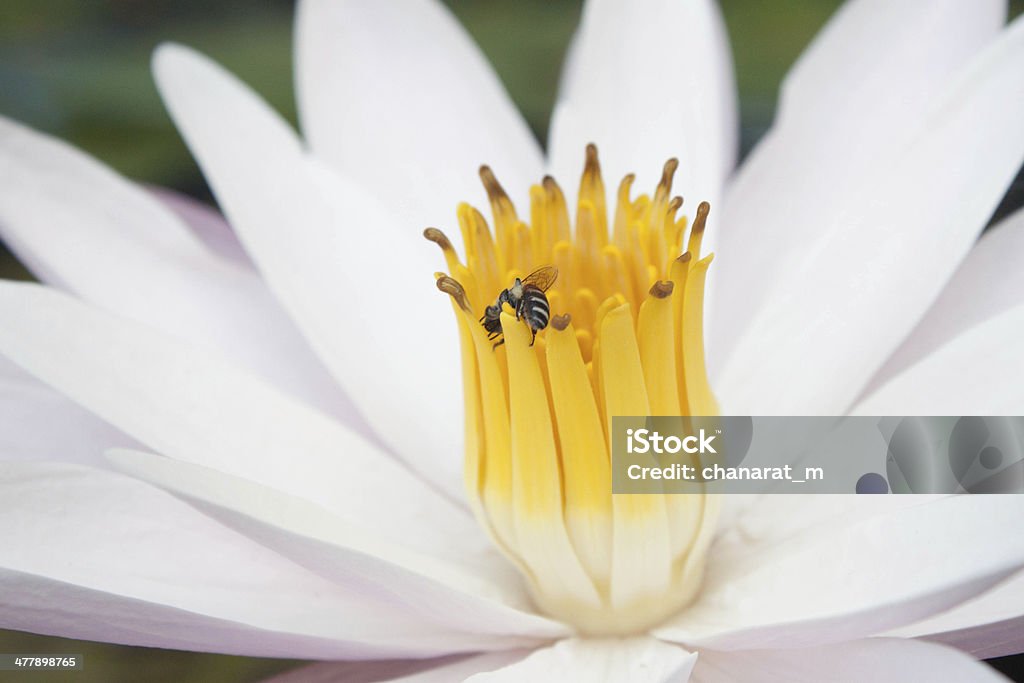 Жук перейти на Пыльца - Стоковые фото Белый роялти-фри