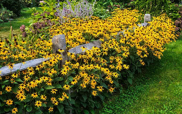 Hundreds of Black Eyed Susan flowers grow in abundance over a Cape Cod split rail fence.