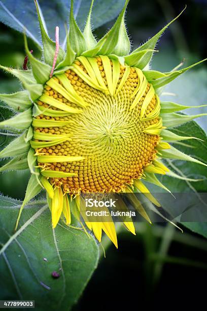 太陽の花 - おしべのストックフォトや画像を多数ご用意 - おしべ, オーガニック, カラフル
