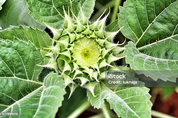 Sonne Blumen Stockfoto und mehr Bilder von Blüte - Blüte, Blütenblatt, Botanik