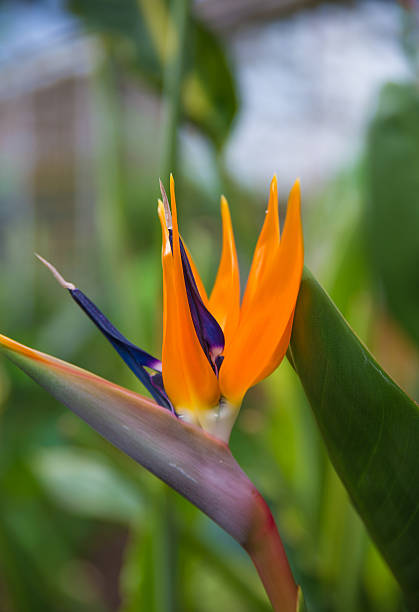 istock bird of piradise 477899091