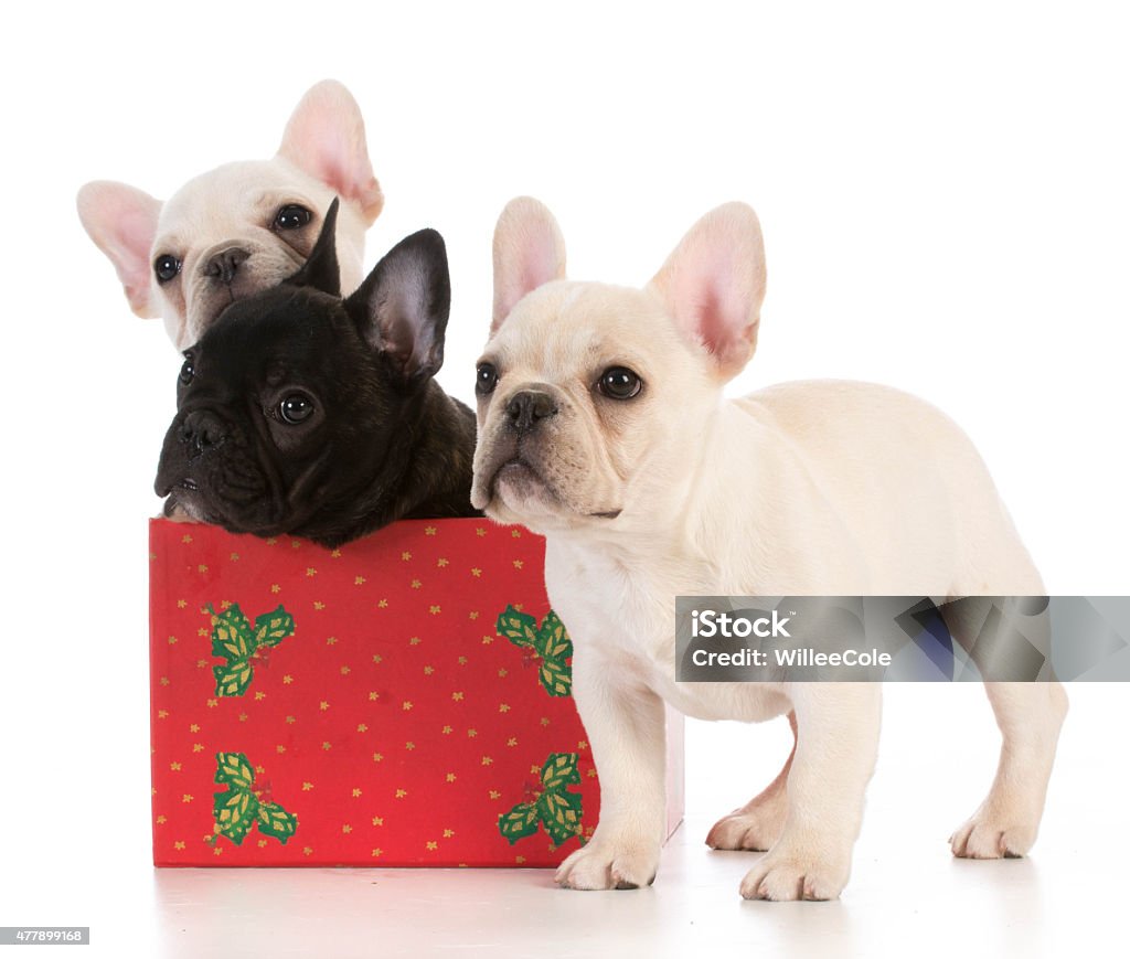 christmas puppies christmas puppies - three french bulldogs in seasonal setting on white background 2015 Stock Photo