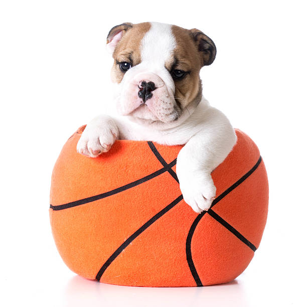 istock sports hound 477899188