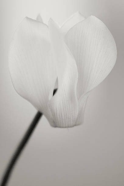 istock Black and White Floral 477899215