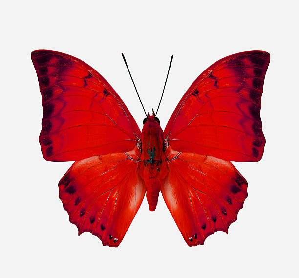 istock Beautiful Red Butterfly isolated on white background 477899811