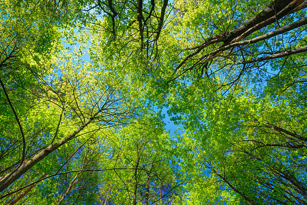 istock Sunny Canopy Of Tall Trees. Sunlight In Deciduous Forest, Summer 477899936