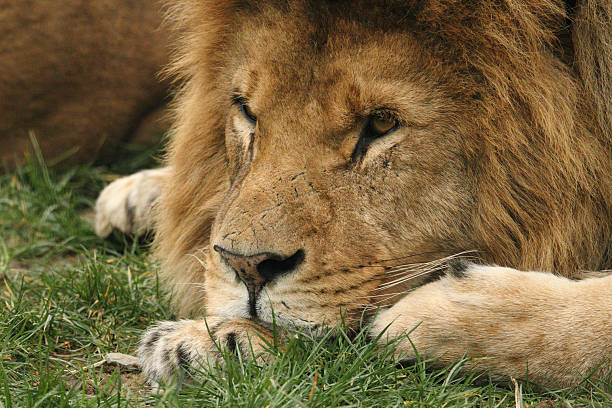 istock Male African Lion 477900348
