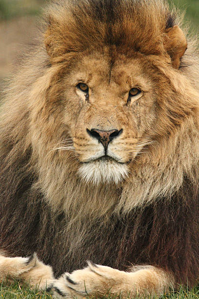 istock Male African Lion 477900360