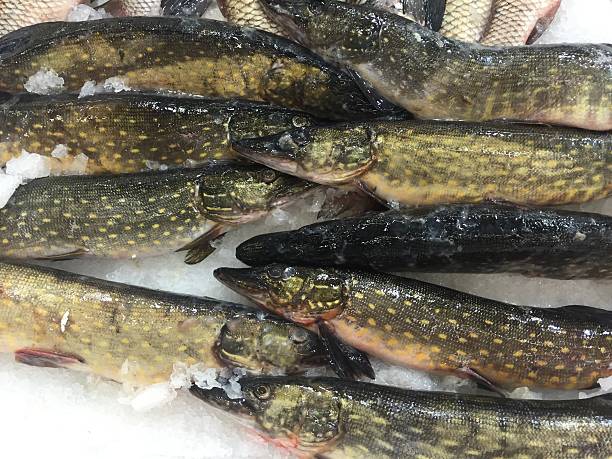 istock Pike, luce on ice at the market 477900566