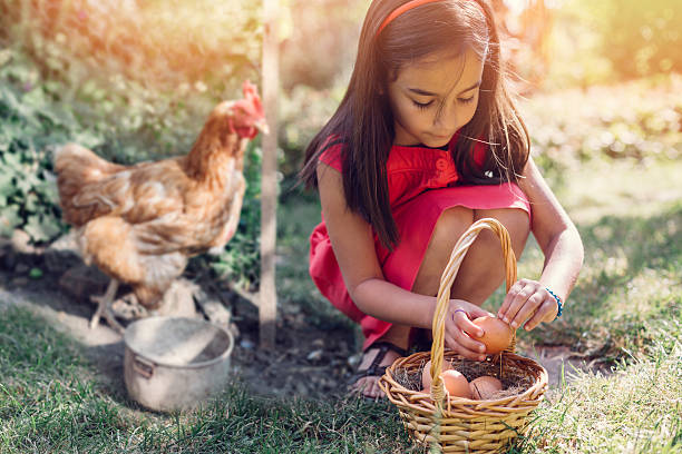 istock Girl gathering eggs from the coop 477900988