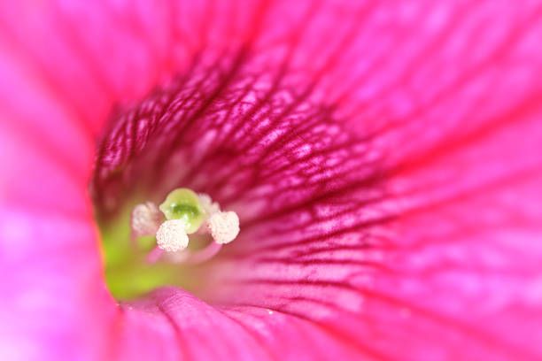 istock Macro of a Petunia. 477901230