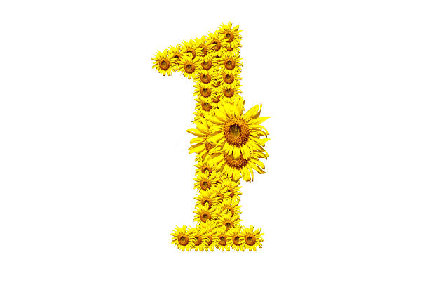 sunflower number one stock photo
