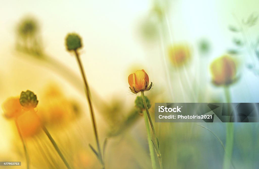 Flores amarelas (wild meadow flores) - Foto de stock de Amarelo royalty-free