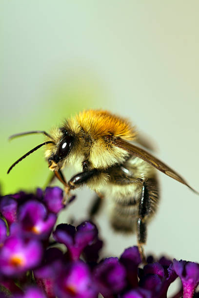 istock bumblebee on purple flower 477902835
