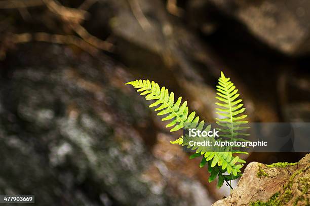 Foto de Samambaia Crescendo Em Uma Parede De Pedra Lake District Seco e mais fotos de stock de Arbusto