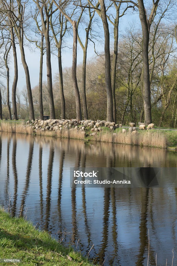 Damse Vaart bando de carneiros na Bélgica - Foto de stock de Bélgica royalty-free