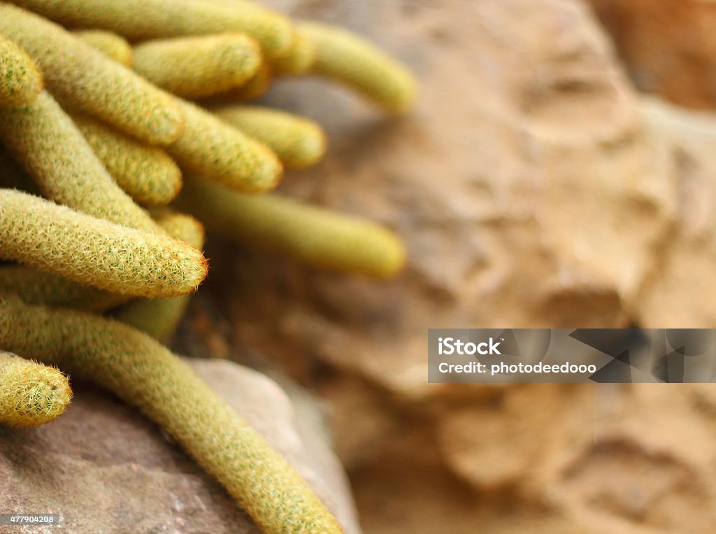 Cactus 2015 Stock Photo