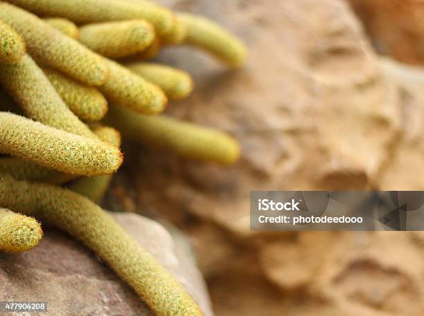 Cactus Stock Photo - Download Image Now - 2015, Arizona, Botany