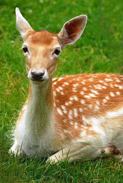 istock Fawn lying on front with it`s beautiful big eye`s 477904420