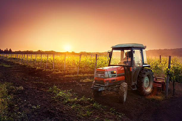 traktor auf die weinberge bei sonnenuntergang - sunlit grapes stock-fotos und bilder