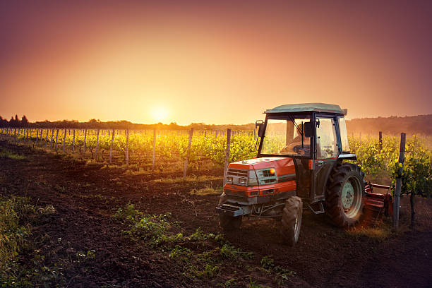 tracteur dans le vignoble au coucher du soleil - sunlit grapes photos et images de collection