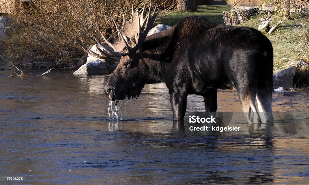 Samiec łosia stojąc w River jedzenie - Zbiór zdjęć royalty-free (Byk - Zwierzę płci męskiej)