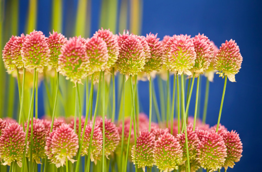 Round Headed Leek, and sometimes called from their distinctive egg-shape flower head, Drumsticks, Allium Sphaerocephalon is a hardy perennial grown for it’s striking appearance, of a purple spherical flower head on a long spike stem of about 50cm