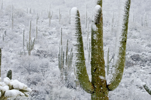A forest of Saguaro cacti covered in snow.