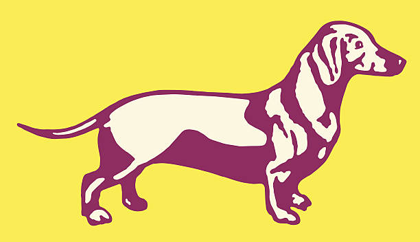ilustraciones, imágenes clip art, dibujos animados e iconos de stock de perro tejonero - dachshund