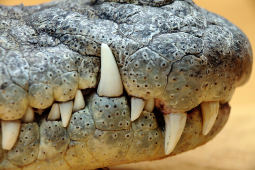A large alligator with its mouth open wide, showcasing its sharp teeth and powerful ja