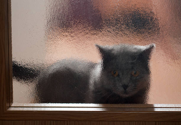 istock British blue shorthair tomcat behind door 477907673