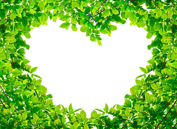 istock Heart Green leaves on white background 477907707