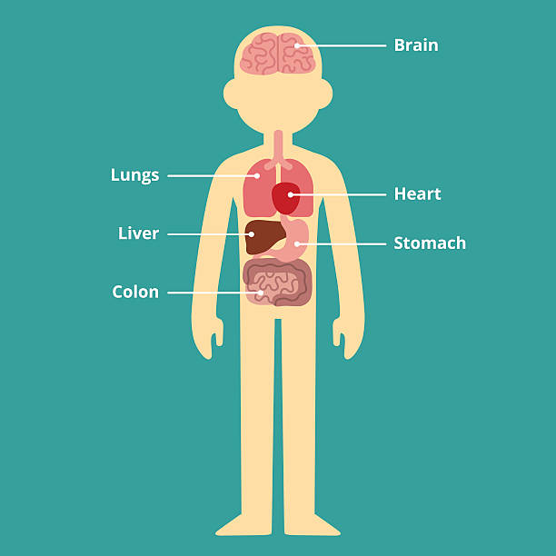 Male Organ Chart Stock Illustration - Download Image Now - Cartoon, Diagram,  The Human Body - iStock