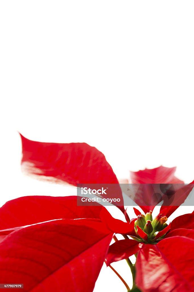 Poinsettia - Foto stock royalty-free di Ambientazione interna