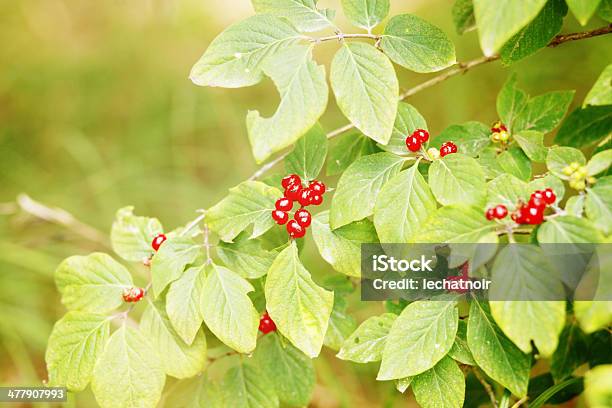 Natureza Verde - Fotografias de stock e mais imagens de Alimentação Saudável - Alimentação Saudável, Ao Ar Livre, Arbusto