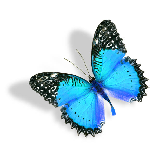 istock Blue Butterfly flying with soft shadow isolated on white backgro 477908307