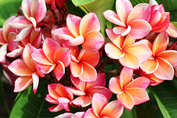 istock colorful frangiapani flower 477908372